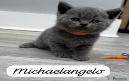 British Shorthair cats for sale: Beautiful Blue British shorthair kittens for sale - Image 17