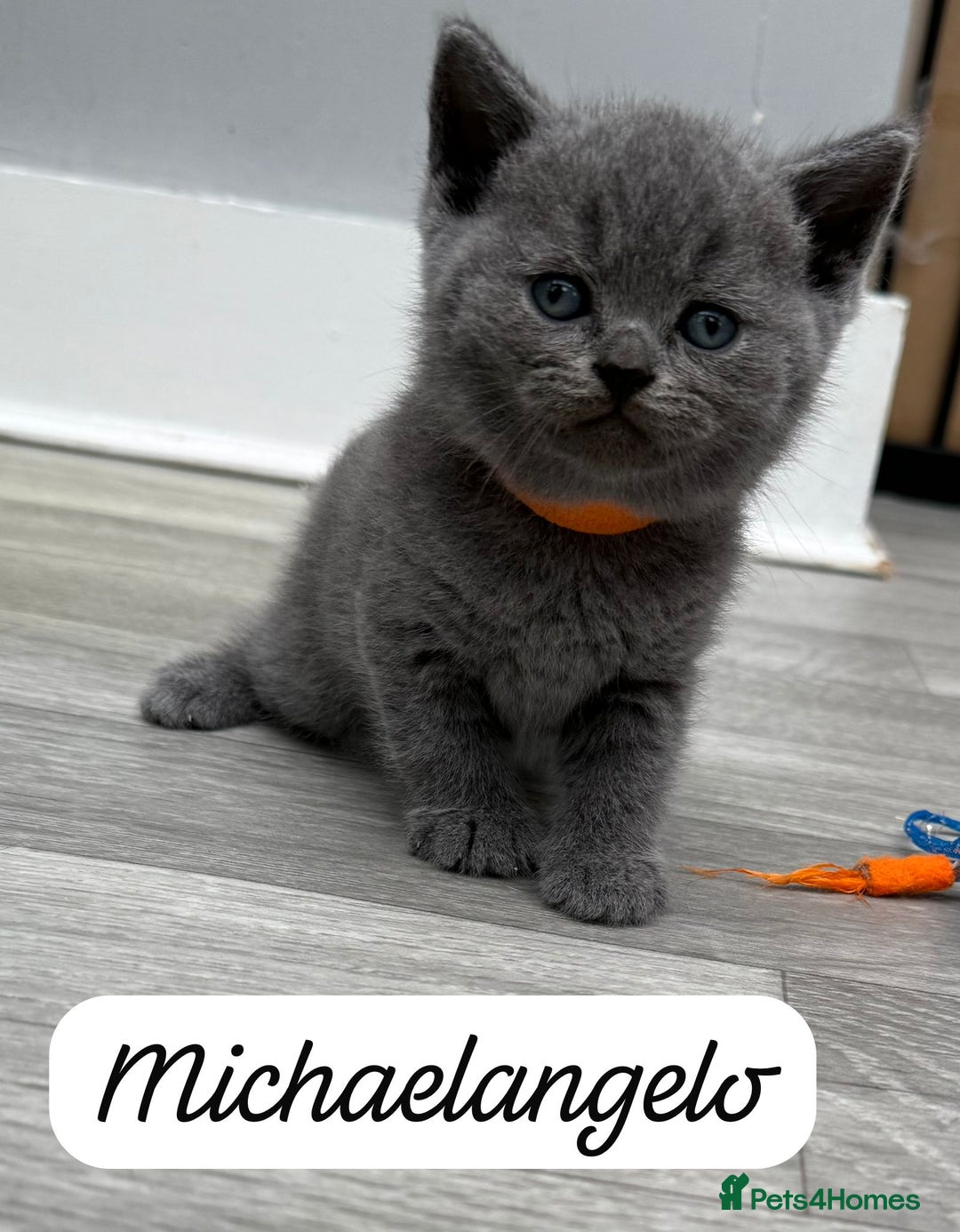 British Shorthair cats for sale: Beautiful Blue British shorthair kittens for sale - Image 17