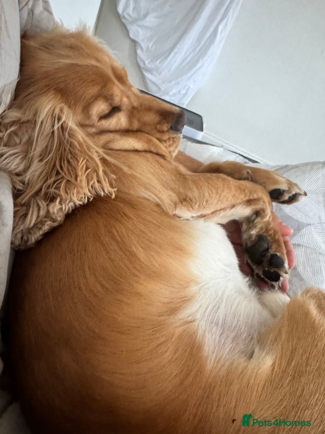 Cocker Spaniel dogs for sale: Sunny-Working Cocker Spaniel - Image 3
