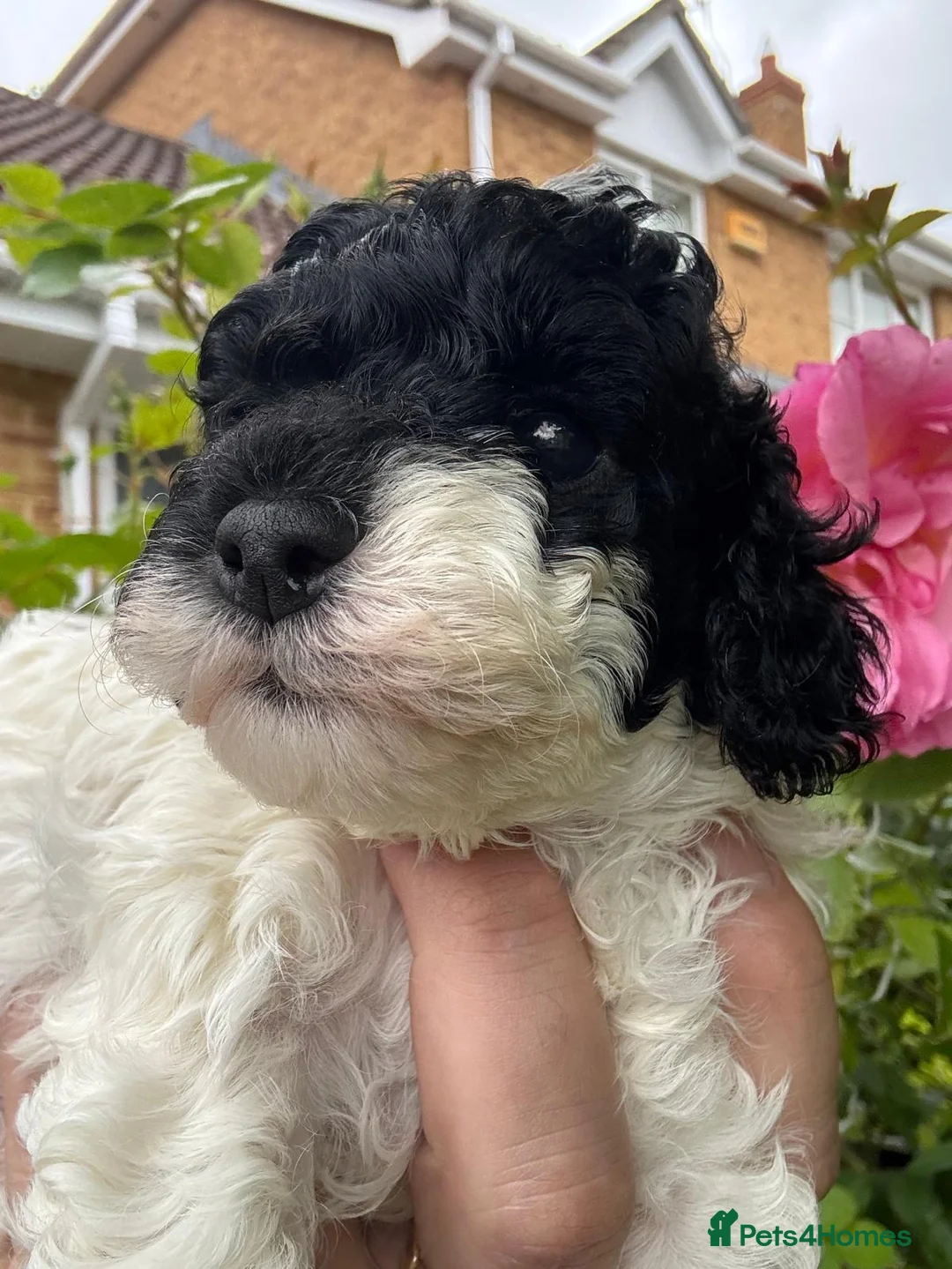 Cockapoo dogs for sale: Beautiful American cockapoo pups F1b - Advert 11