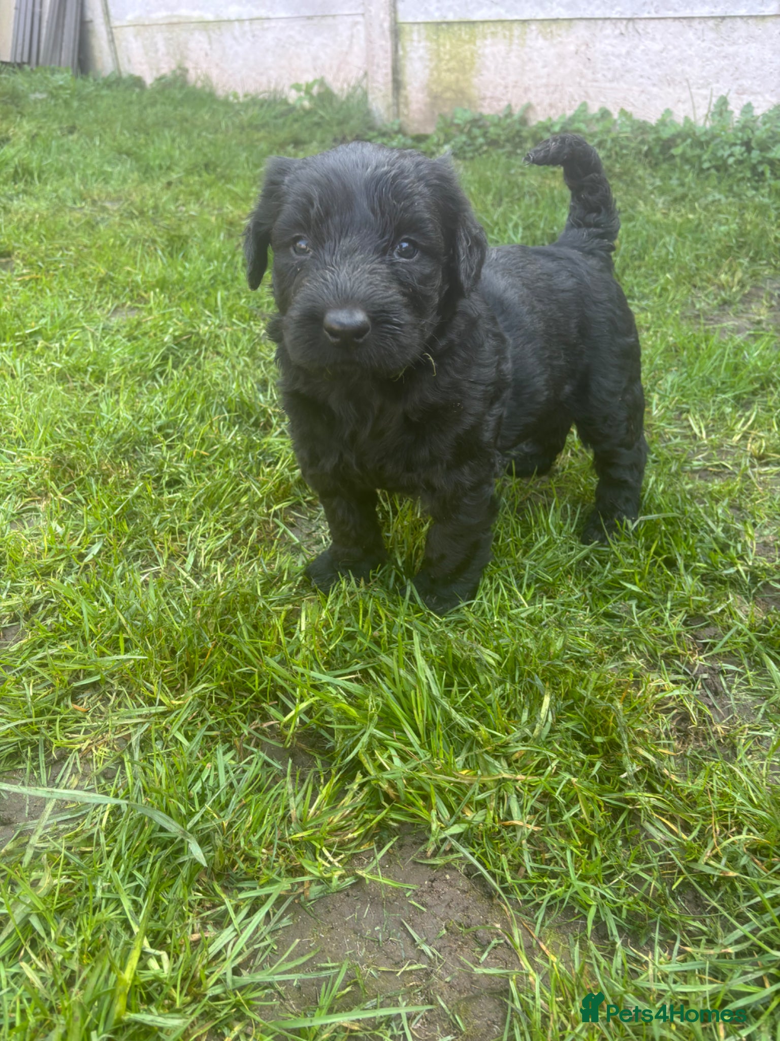Giant Schnauzer dogs KC Giant Schnauzer Puppies - Advert 2
