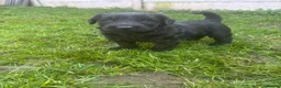 Giant Schnauzer dogs for sale: Ready now! KC Giant Schnauzer Girl Puppy - Advert 3