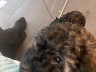 Mixed Breed dogs - Advert 13