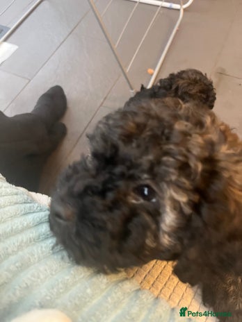 Mixed Breed dogs - Advert 1