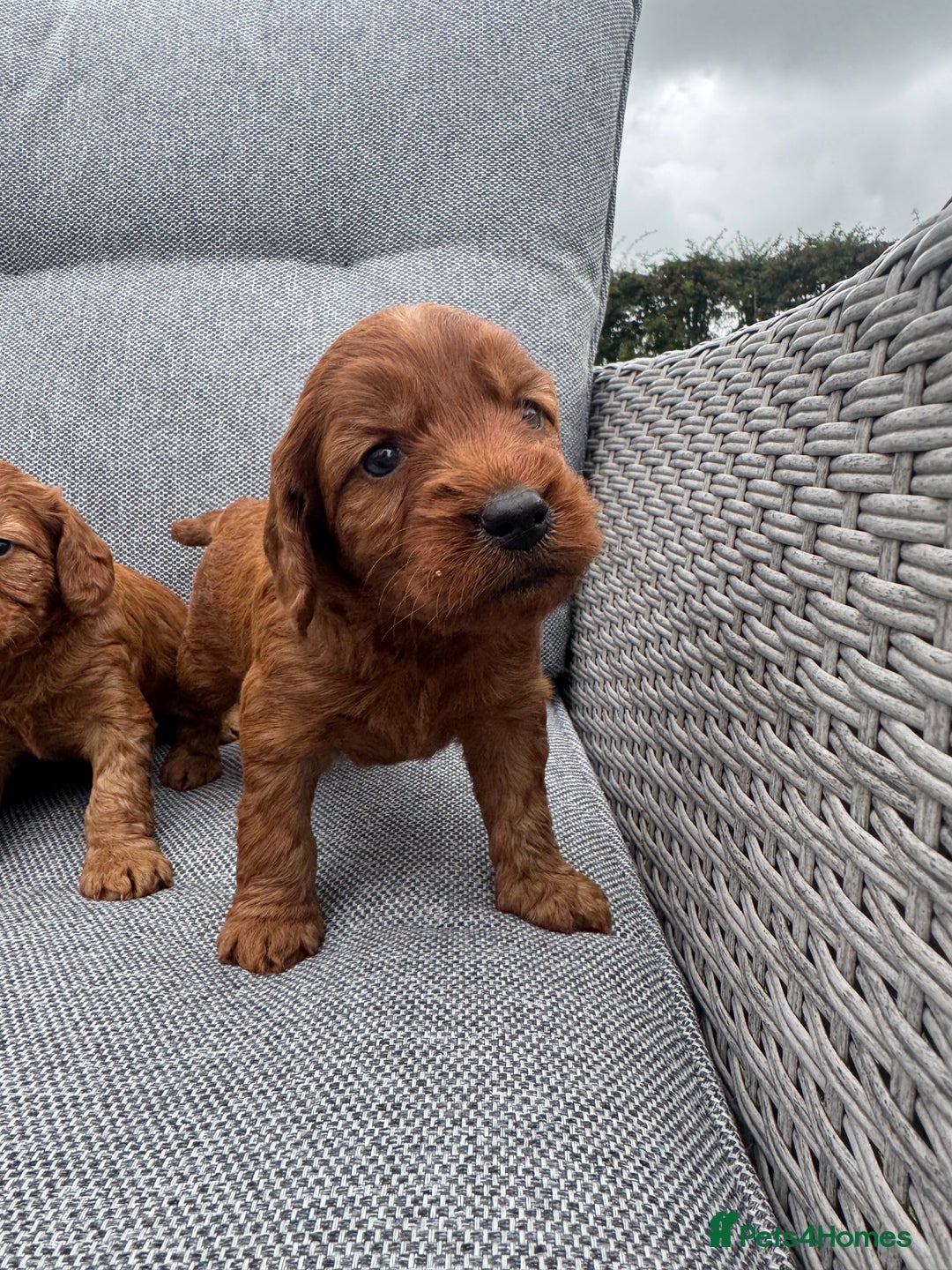 Cockapoo dogs for sale: Fox Red Super Quality Cockapoos - Image 11
