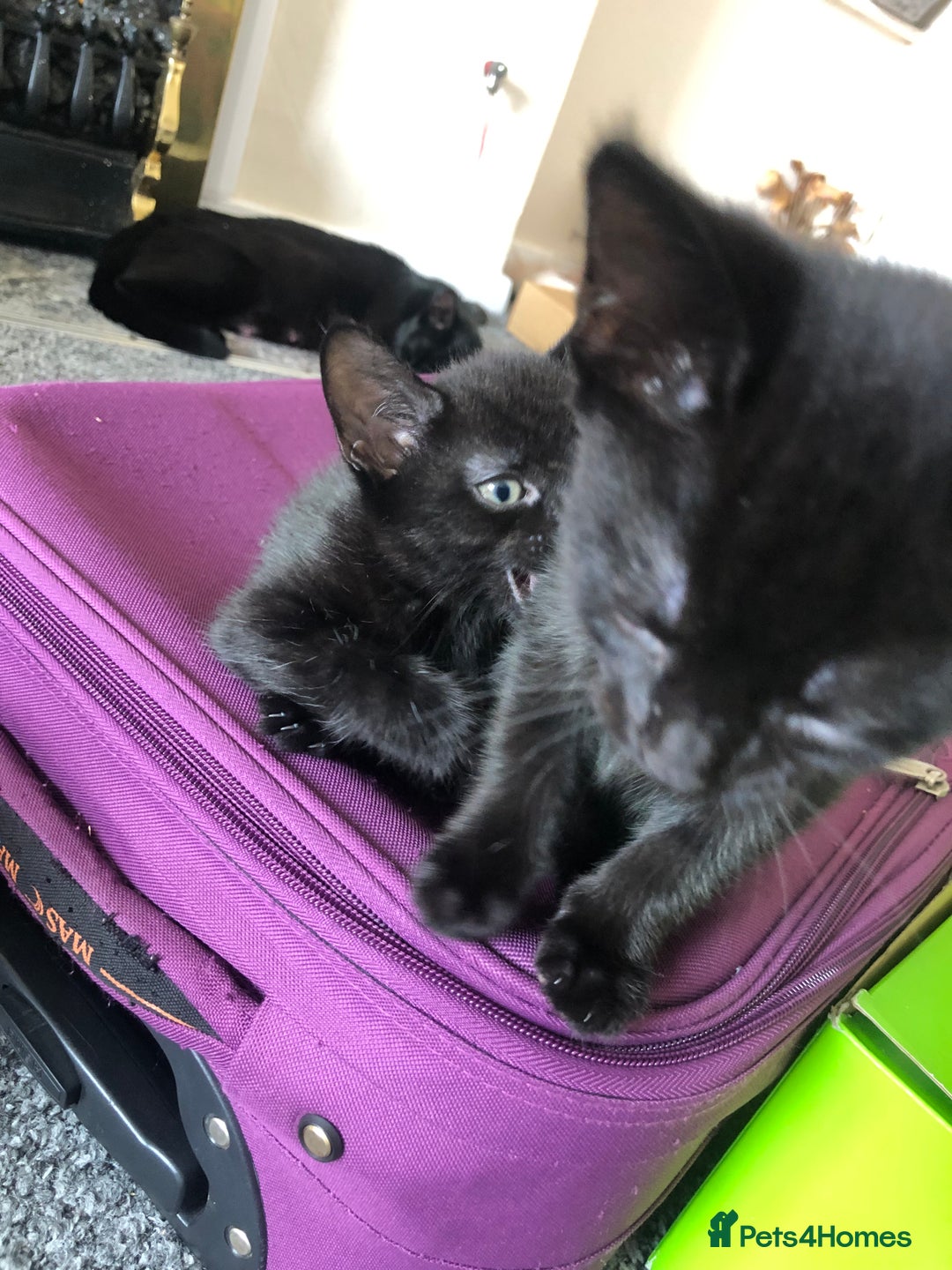 British Shorthair cats for sale: 🐾 A Rare Band of Ghost Tabby Kittens 🐾 - Image 34
