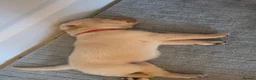 Labrador Retriever dogs for sale: Lab puppies B&G in Great Yarmouth - Advert 4