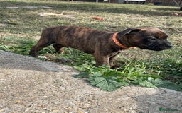 Staffordshire Bull Terrier dogs for sale: 🏅🏆 CHAMPION PLAY BOY STAFFY PUP LAST BOY!! - Image 3