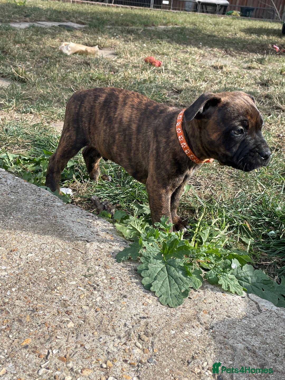 Staffordshire Bull Terrier dogs for sale: 🏅🏆 CHAMPION PLAY BOY STAFFY PUP LAST BOY!! - Image 3
