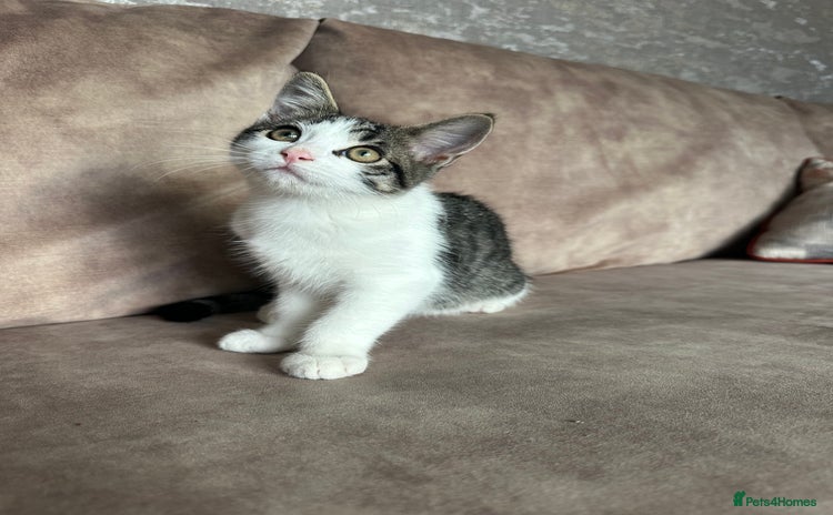 Mixed Breed cats - Advert 7