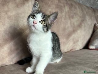 Mixed Breed cats - Advert 1