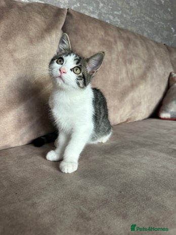 Mixed Breed cats - Advert 1