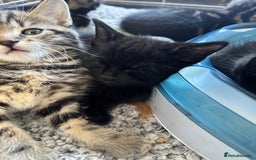 British Shorthair cats for sale: 2 beautiful kittens looking for a forever home.  - Image 2