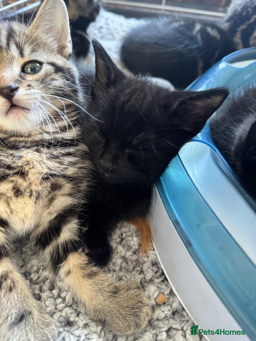 British Shorthair cats for sale: 2 beautiful kittens looking for a forever home.  - Image 2