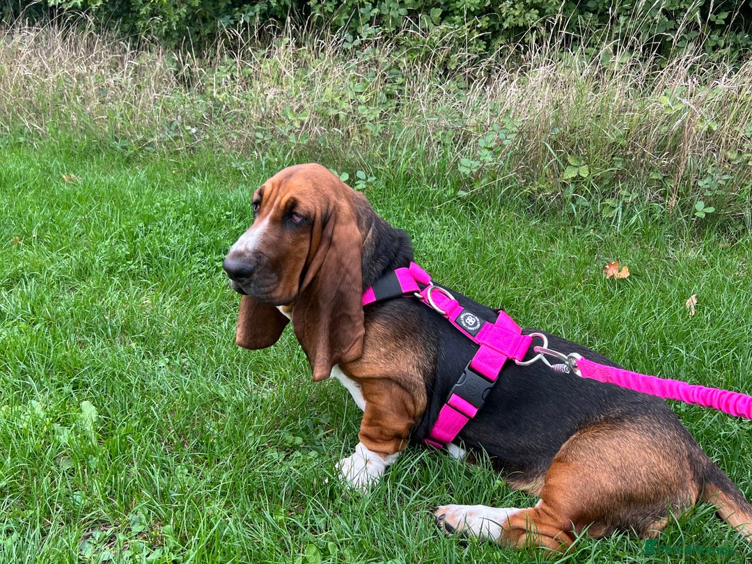 Basset Hound dogs for sale: 5 months old female basset hound - Image 7