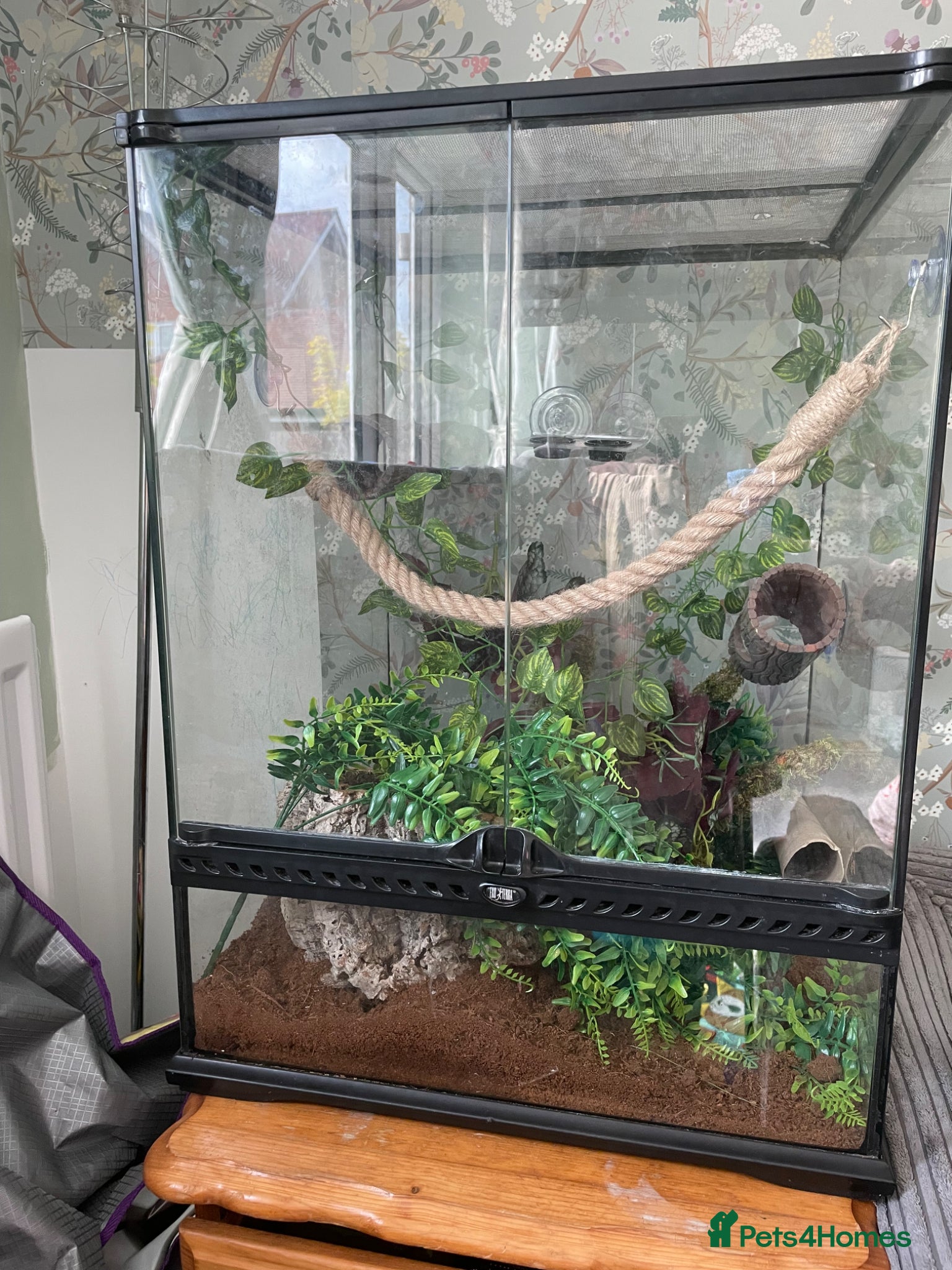 Gecko reptiles for sale: White Lilly Gecko & Set up - Advert 1