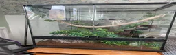 Gecko reptiles for sale: White Lilly Gecko & Set up - Advert 1