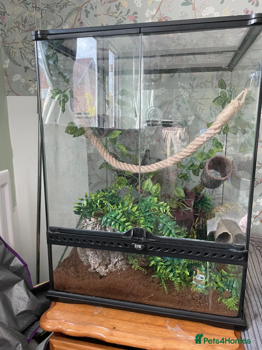Gecko reptiles for sale: White Lilly Gecko & Set up - Advert 1