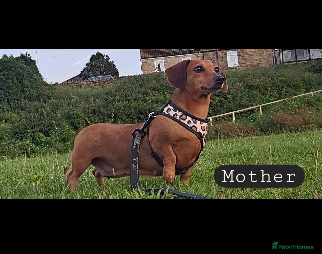 Miniature Dachshund dogs for sale: Sausage-shaped bundles of joy ❤️🌭 - Image 9
