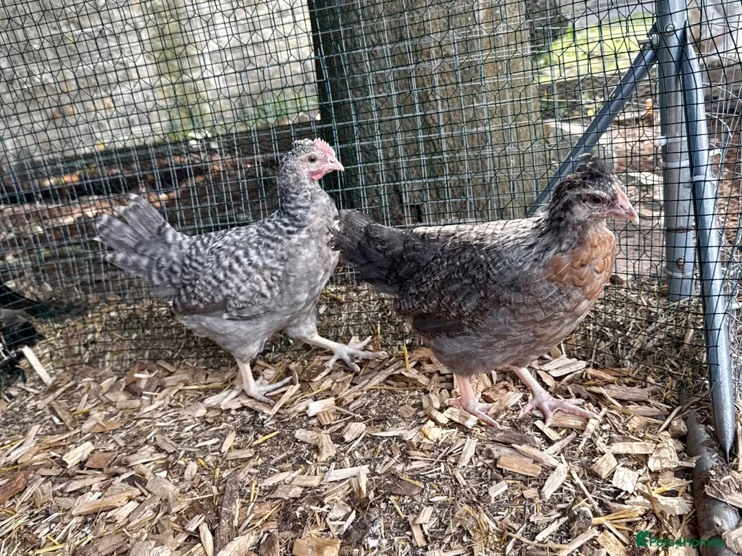 Chickens poultry for sale: Cream Crested Legbar Growers in Wedmore - Advert 1