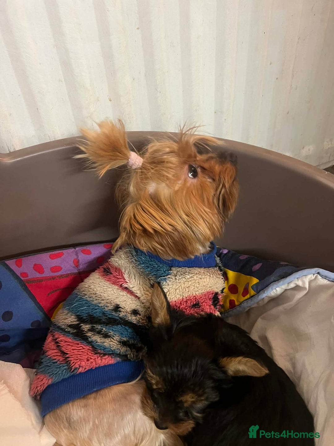 Yorkshire Terrier dogs for sale: Yorkshire terrier puppie  - Advert 2
