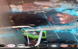 Mini Lop rabbits for sale: Litter of mini lops - Advert 2