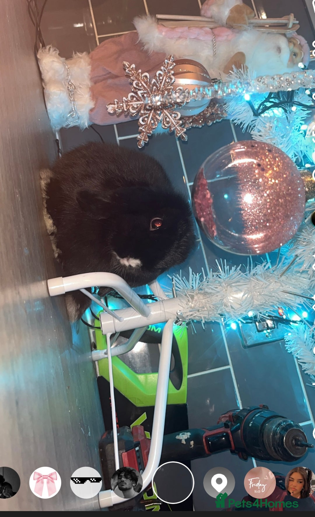 Mini Lop rabbits for sale: Litter of mini lops - Advert 2