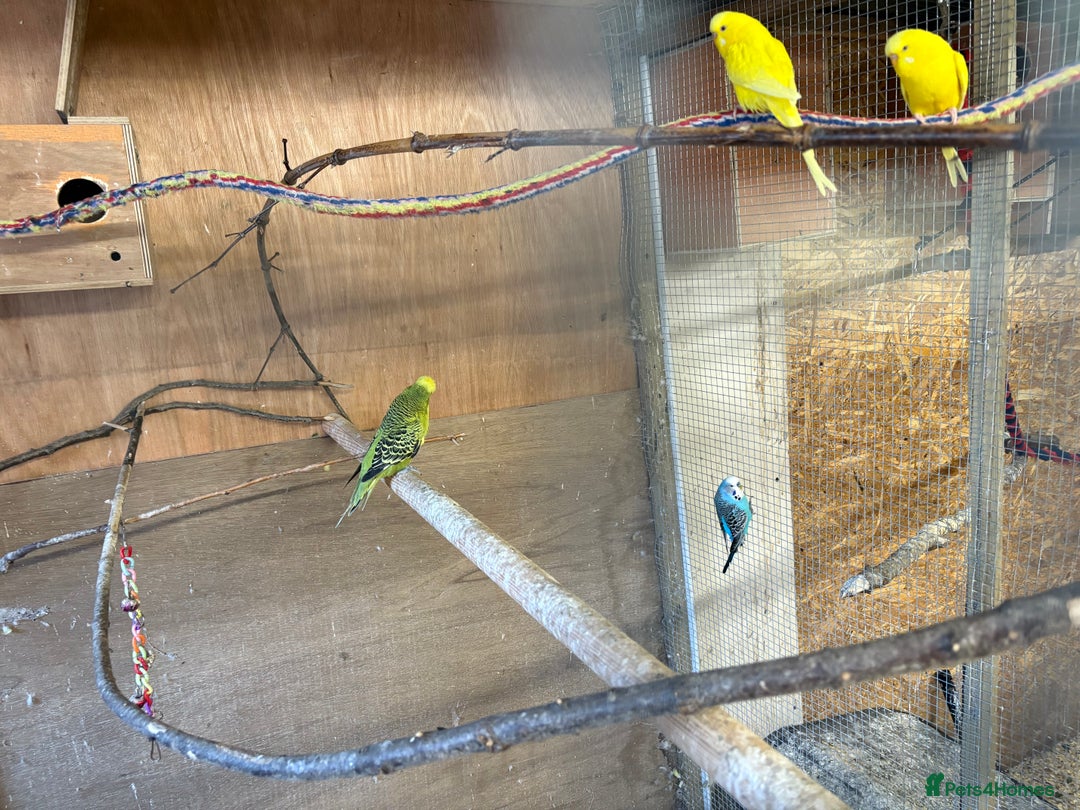 Budgerigars birds for sale: Budgies for sale  - Image 2