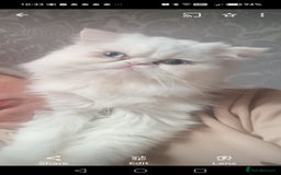 British Shorthair cats for sale: Gorgeous blue britishshorthair/persian - Image 8