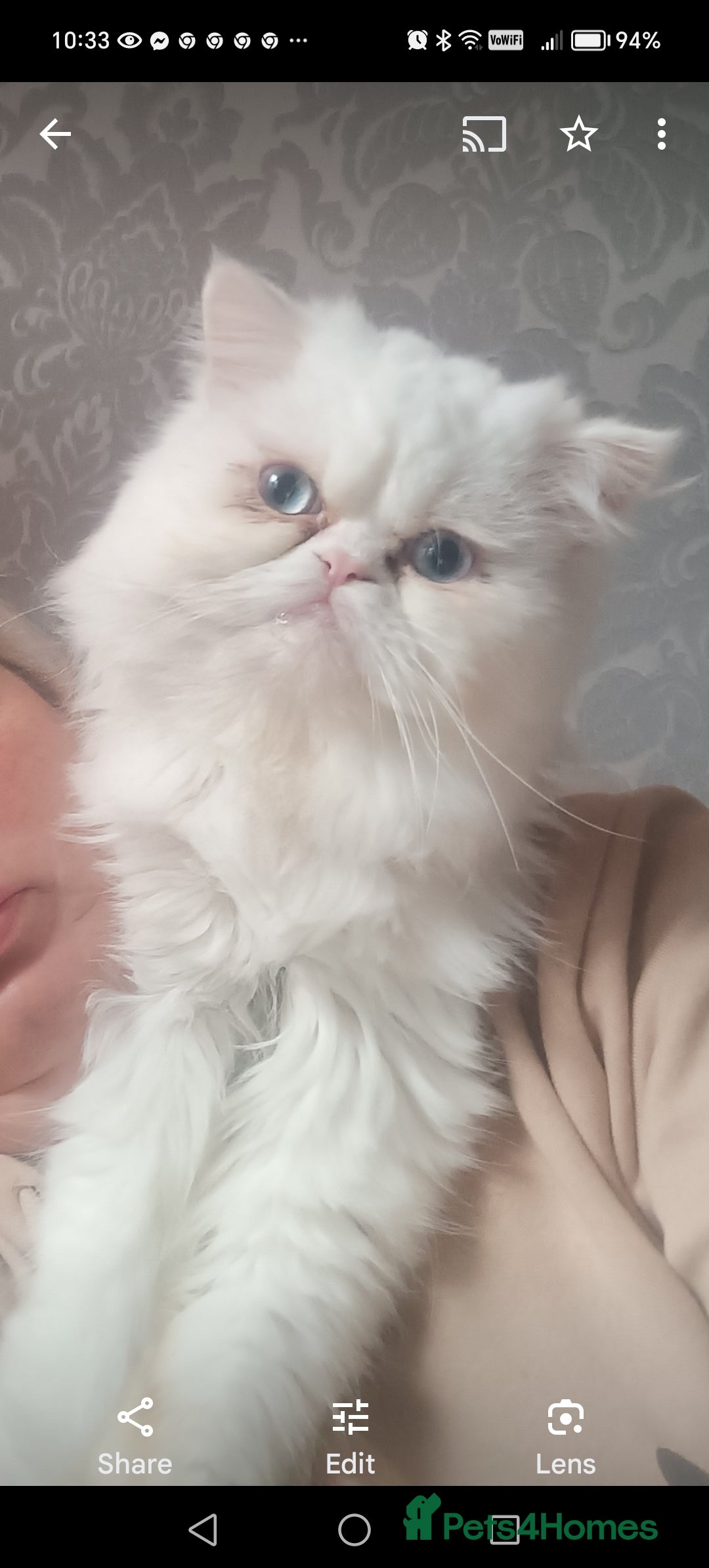 British Shorthair cats for sale: Gorgeous blue britishshorthair/persian - Image 8
