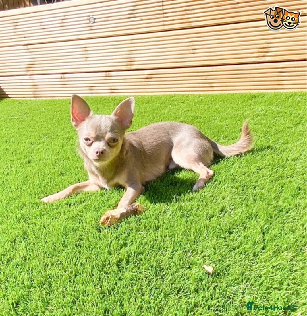 Chihuahua dogs for stud:  Kennel Club Registered Lilac Tricolour at stud in Luton - Advert 7