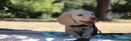 Miniature Dachshund dogs for sale: EXCEPTIONAL KC CREAM & BLACK/CREAM PUPPIES  - Advert 8