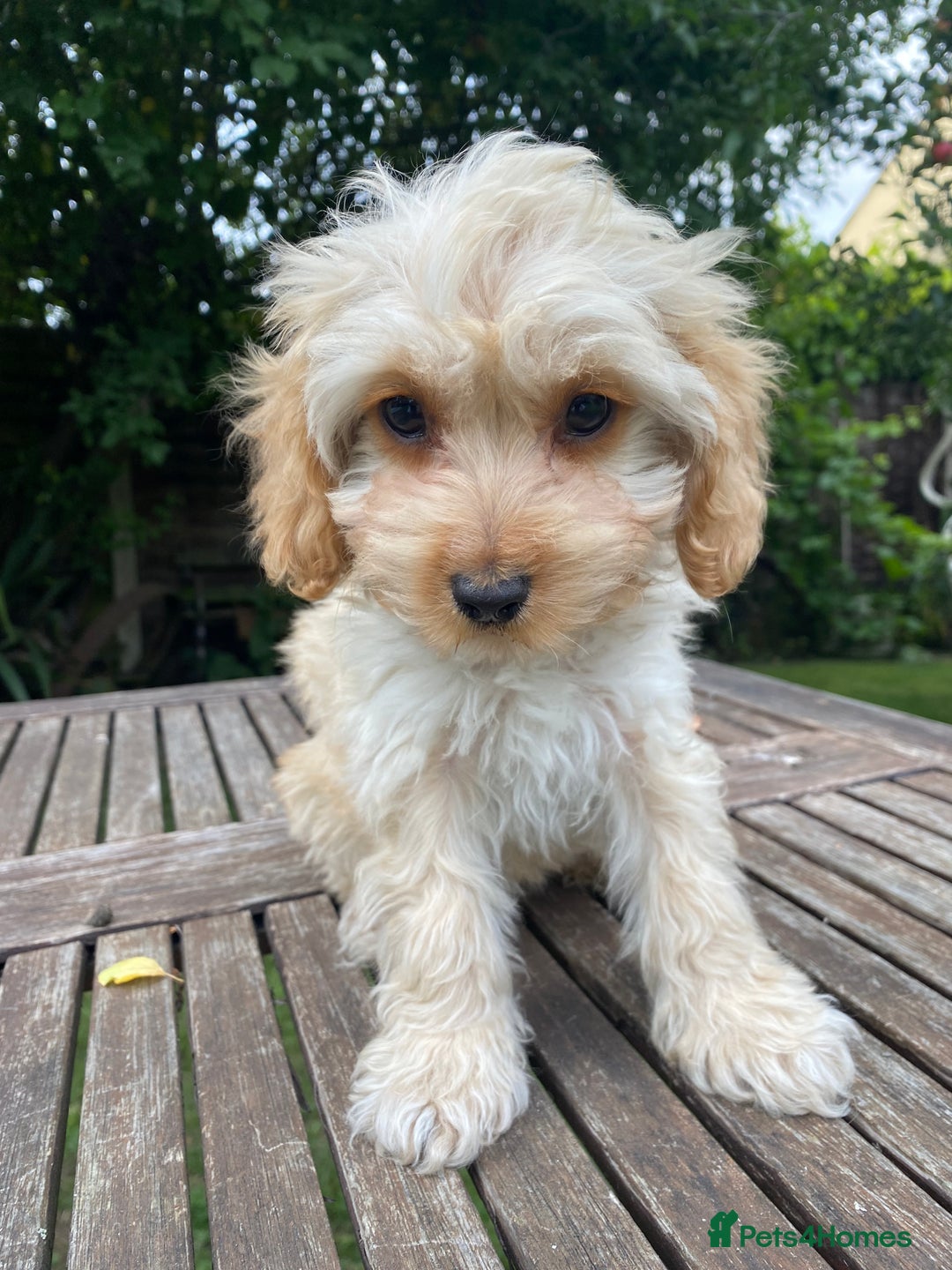 Cockapoo dogs for sale: F1 Teddy bear Cockapoo girl.SOLD. - Image 6