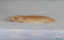 Mini Lop rabbits for sale: Stunning pure breed mini lops - Image 3