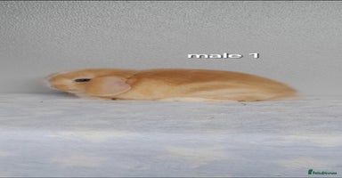 Mini Lop rabbits - Advert 2