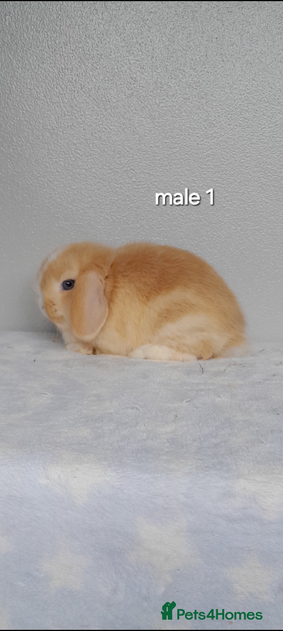 Mini Lop rabbits for sale: Stunning pure breed mini lops - Image 3