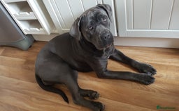 Cane Corso dogs for sale: Bella 10 month old female Cane Corso - Image 2