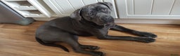 Cane Corso dogs for sale: Bella 11 month old female Cane Corso - Advert 3