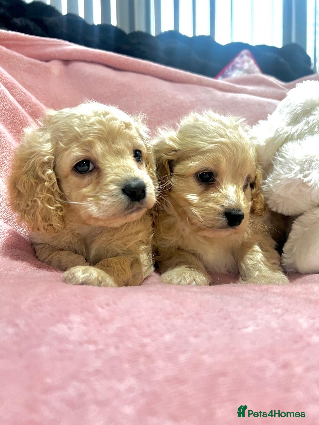 Cockapoo dogs for sale: Tiny cockerpoo pups - Advert 24