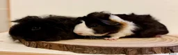 Guinea Pig rodents for sale: 4 pairs of boys and 2 pairs of girls  - Advert 13