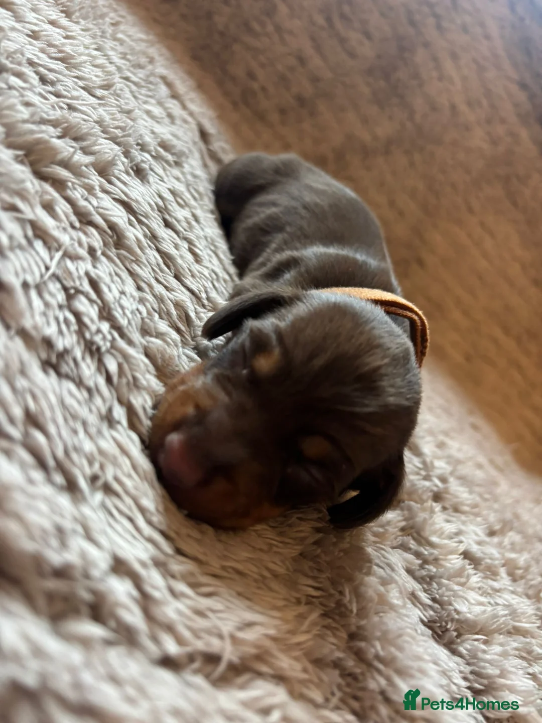 Dachshund dogs for sale: Miniature dachshund - Advert 7