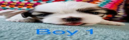 Shih Tzu dogs for sale: ❤️🐶Stunning Shih Tzu puppies - Advert 14