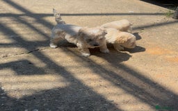 Maltipoo dogs for sale: Toy f1 maltipoos health tested champagne coloured  - Image 10