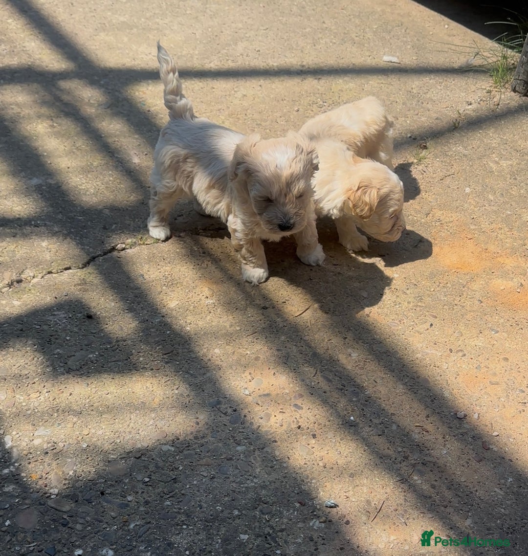 Maltipoo dogs for sale: Toy f1 maltipoos health tested champagne coloured  - Image 10