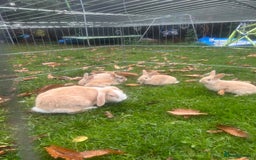 French Lop rabbits for sale: French lop babies - Image 4
