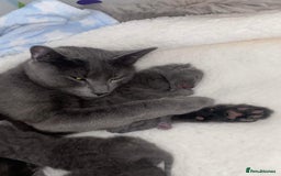 Russian Blue cats for sale: Cats for sale  - Image 4