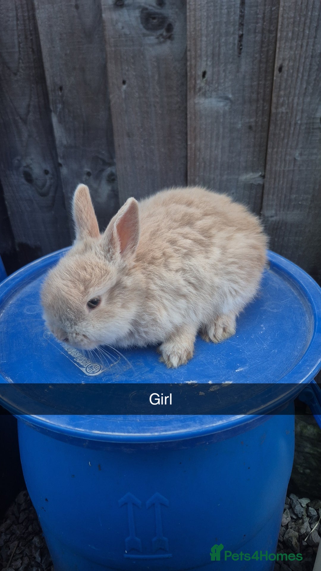 Lionhead rabbits for sale: Lionhead Baby Rabbits 8 weeks (Friendly) - Advert 3