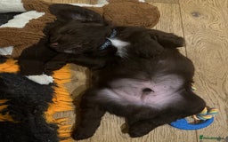 Sprocker dogs for sale: Adorable Sprocker Spaniel Puppies Ready 22nd Sept - Image 7