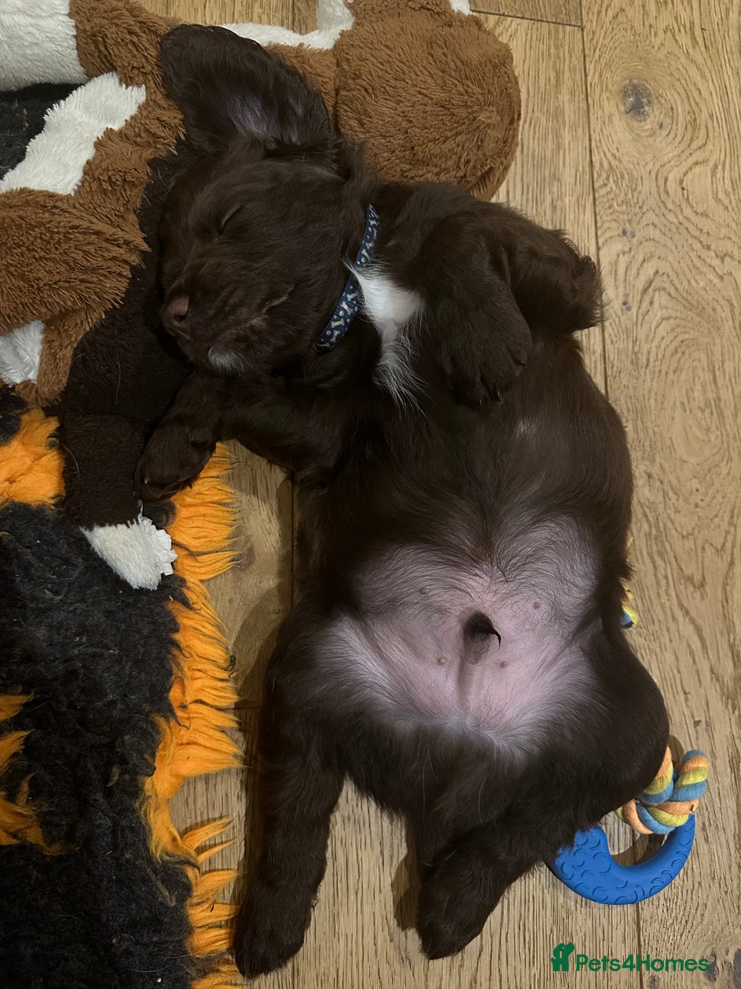 Sprocker dogs for sale: Adorable Sprocker Spaniel Puppies Ready 22nd Sept - Image 7