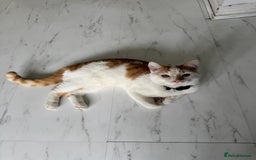Mixed Breed cats for sale: Mixed breed kitten for sale - Image 4